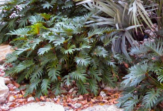 Florida friendly plants2
