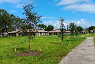 Trees planted at Bracco Park