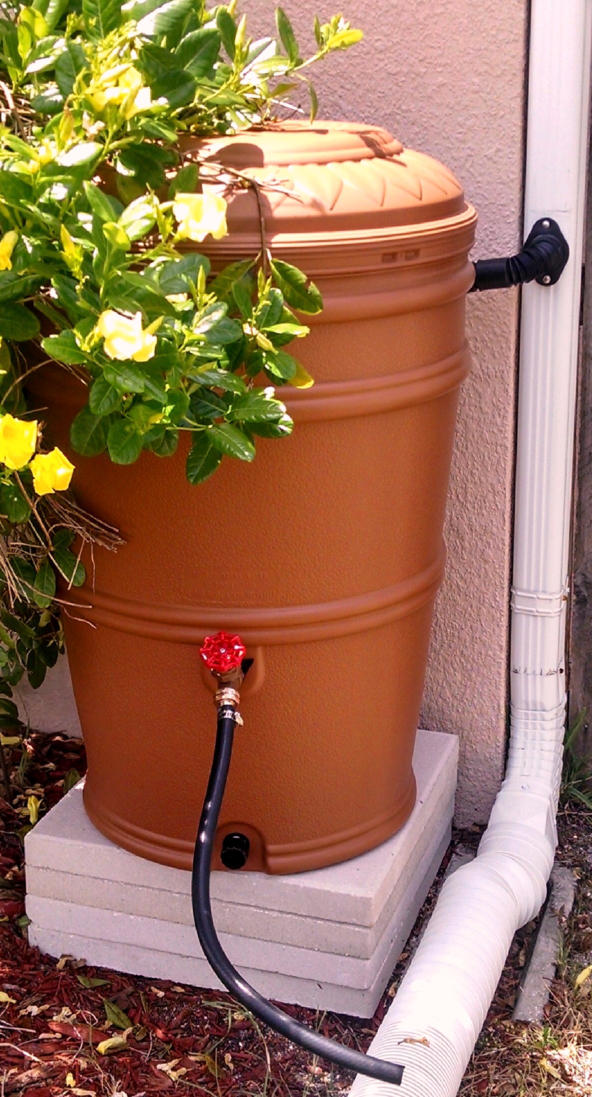 Rain Barrel