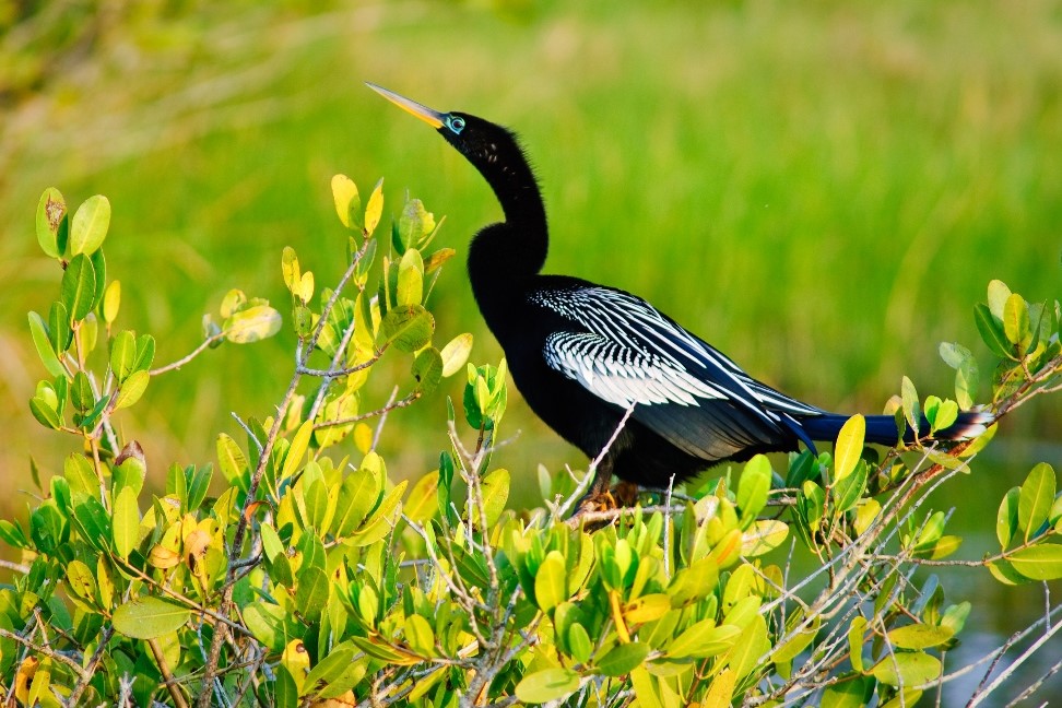 Anhinga in mangrove