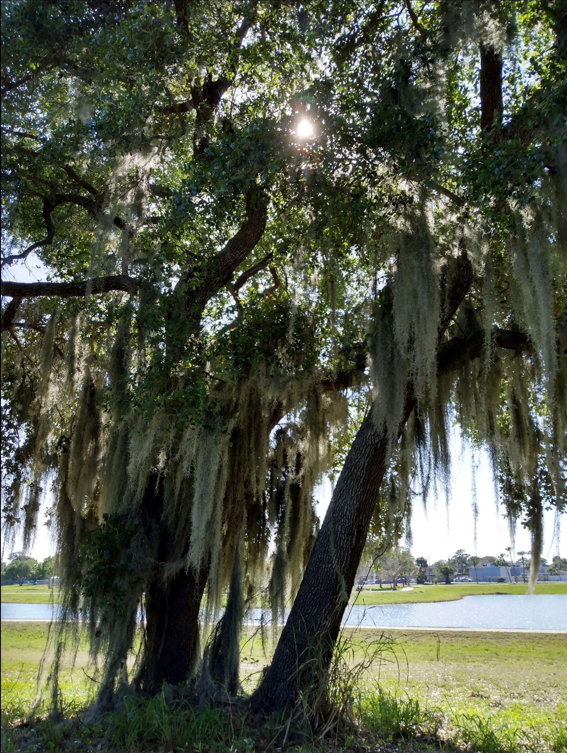 Anyone Home winning entry, Oak with spanish moss